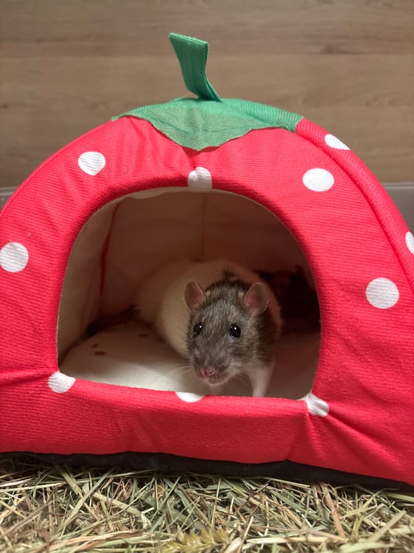 Pet rats spotted in decorative bedding in Sofia