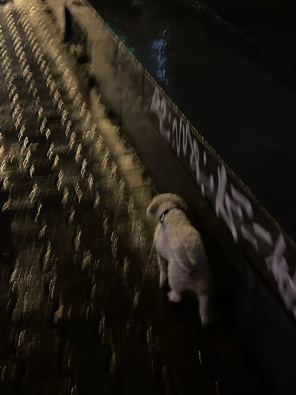 Small poodle spotted around rainy Yekaterinburg city center