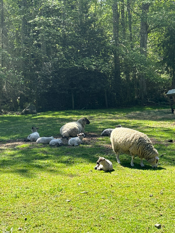 Wildlife and humans share peaceful moments on Bowen Island