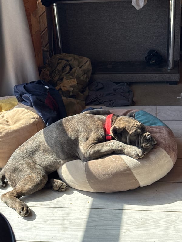Dogs rest indoors, play in yard during early morning