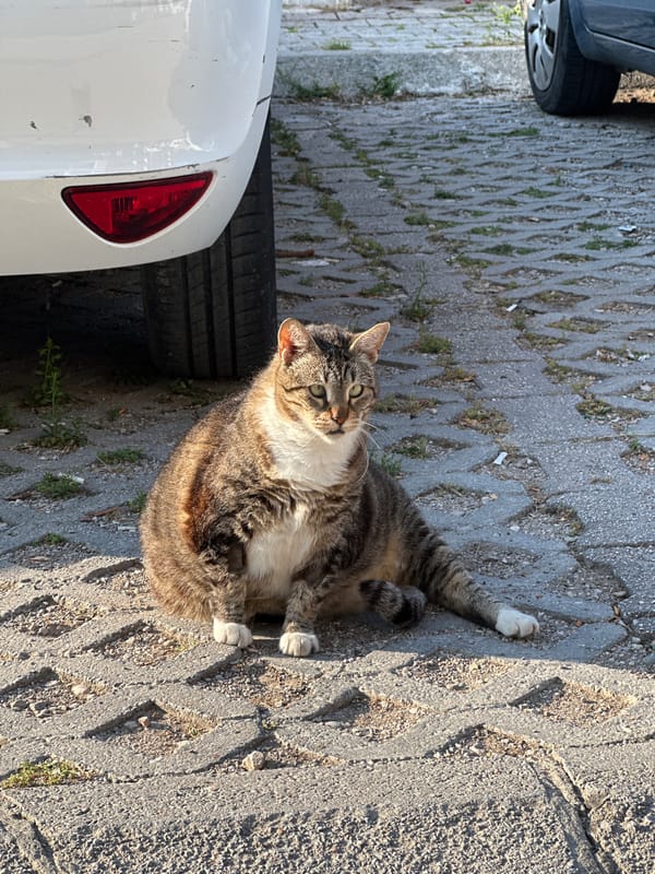 Morning snapshots document everyday life across Budva, Montenegro