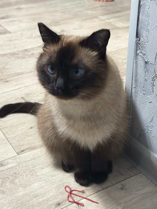 Home snapshots: Siamese cat and portraits, Tujmazy apartment