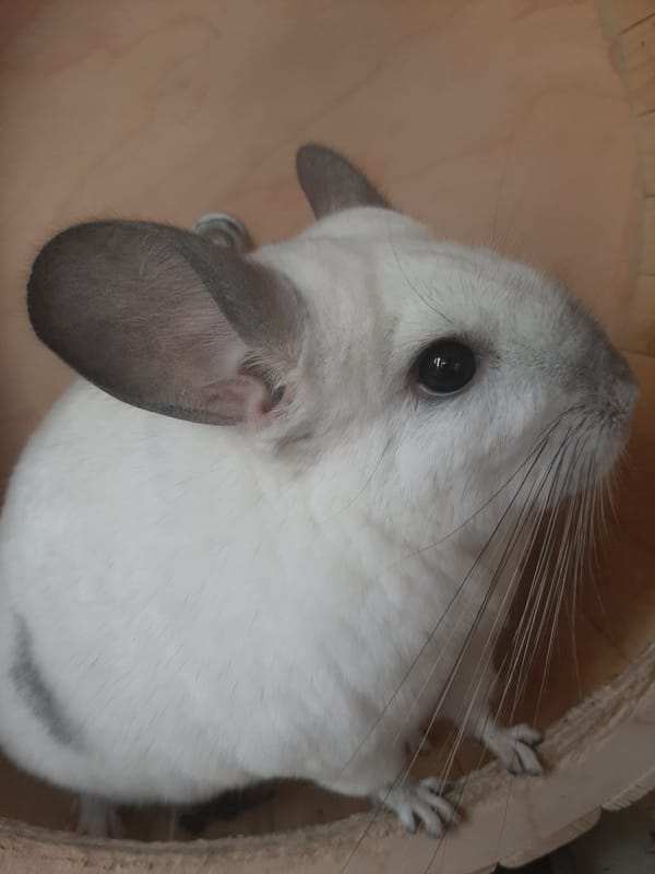 Chinchilla at home in Khimki, Russia