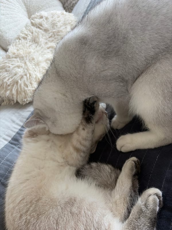 Two cats rest intertwined on striped surface in Burgas