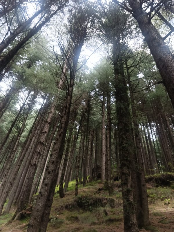 Inside a dense pine forest in Bahang, Himachal Pradesh