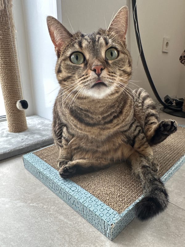 Domestic cat documented during birthday celebration in Russian home