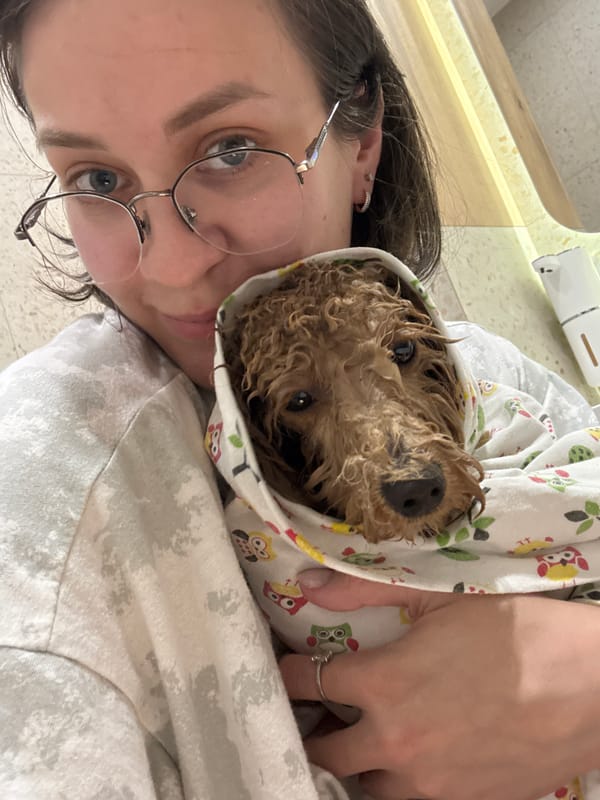 Woman bathes brown poodle at home in Pervomaysky
