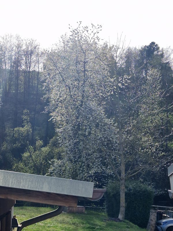 Spring blossoms bloom on tree in Leidersbach garden