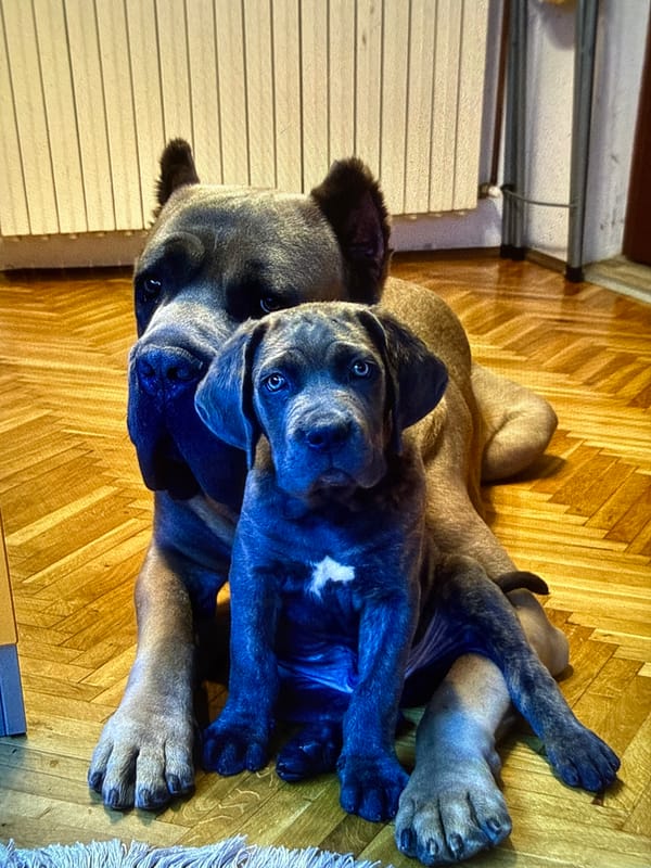 Adult dog and grey puppy resting together on a wooden floor