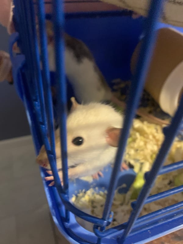 Pet rats exploring their cage and interacting with a hand nearby.