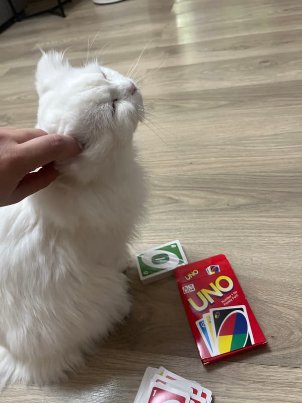 Cats, cards, and a quiet summer day in Tikhoretsk