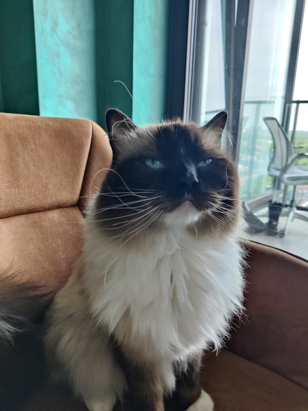Cats spotted indoors during brief observation period
