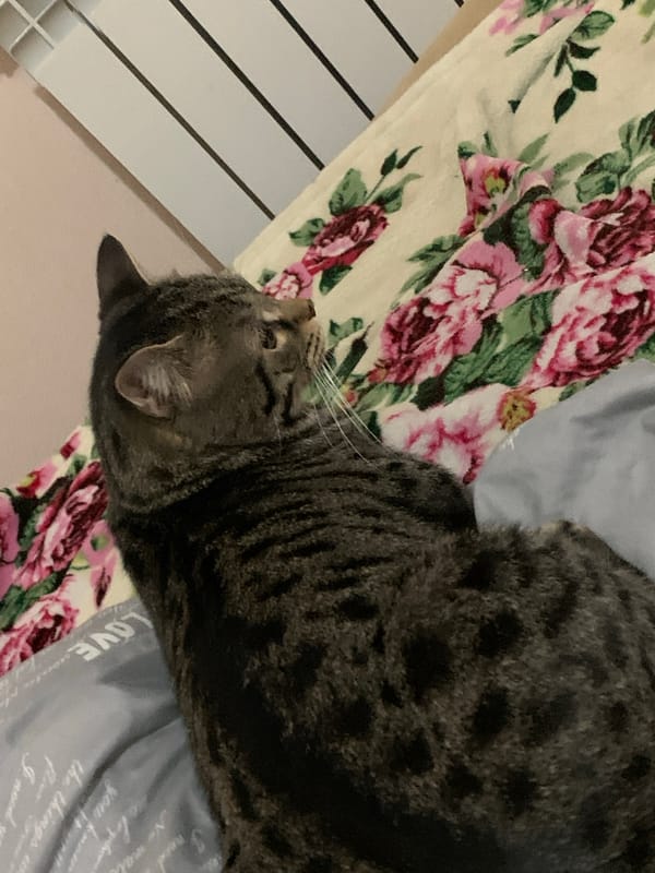 Tabby cat captured in 17 moments around Stavropol home