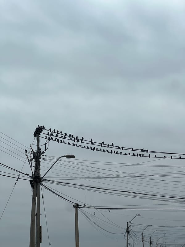 Birds flock to power lines in Arica, Chile