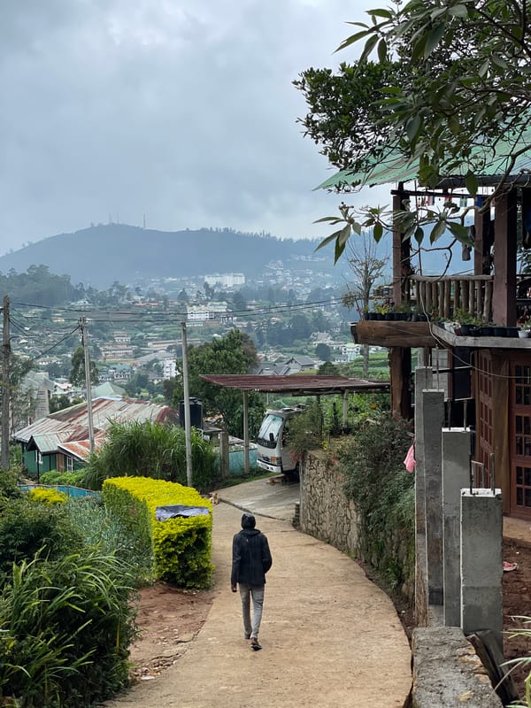 Person walks tree-lined path in Nuwara Eliya, Sri Lanka
