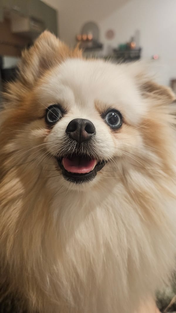 Pomeranian in a gold hat, Ko Samui