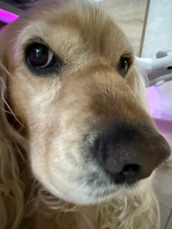 Golden retriever and food preparations captured in Burgas