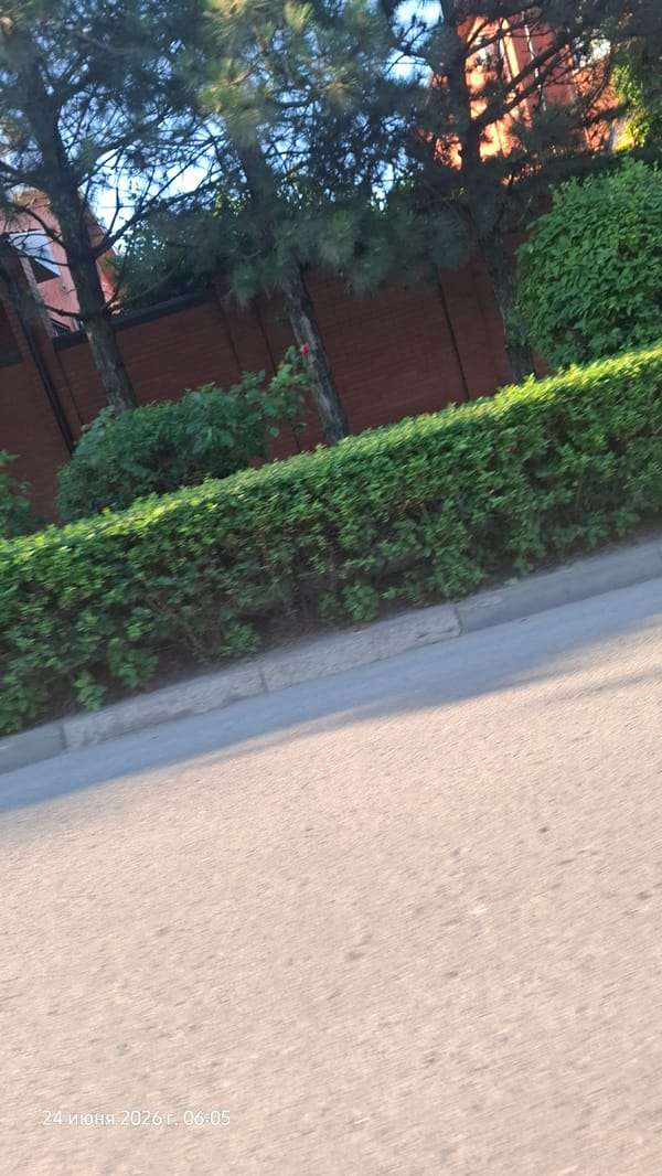 Early morning at a Rostov-on-Don home, cats and quiet streets