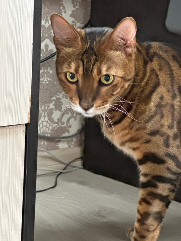 Bengal cat photographed from two angles in Energetik, Russia