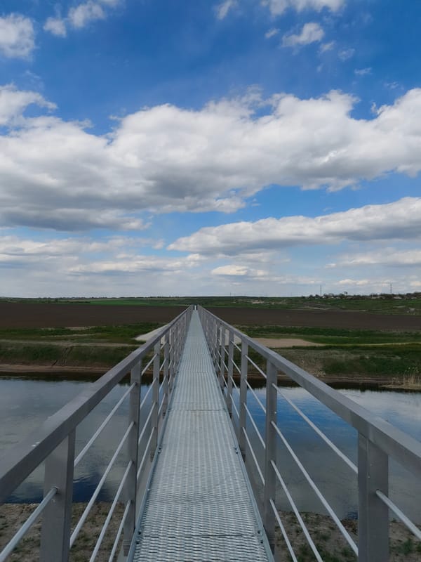 Swan spotted swimming near footbridge in rural Ukraine