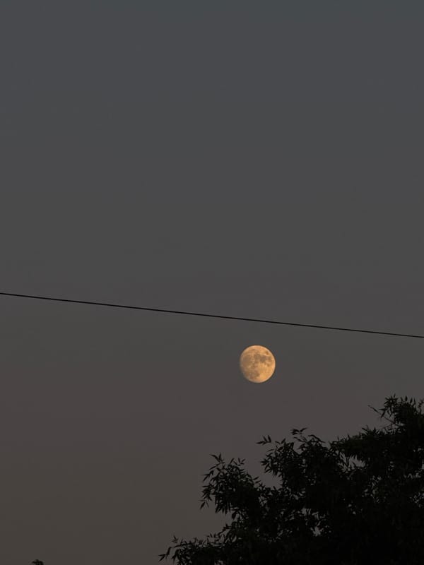 Full moon rising at dusk, trees and streets below