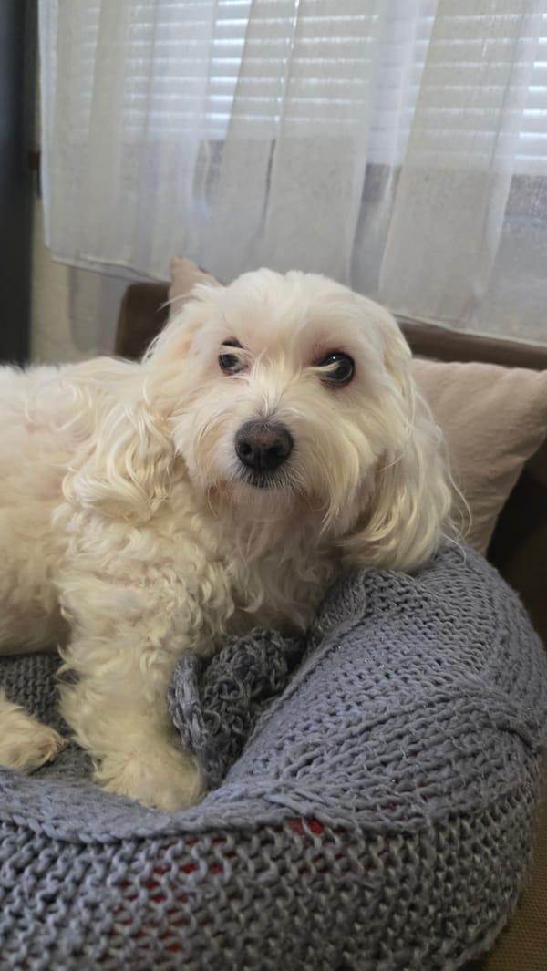 Quiet afternoon moments captured across Blagoevgrad, Bulgaria