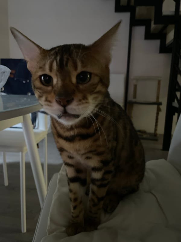 Domestic scenes captured in Izhevsk include cat, people, bath time