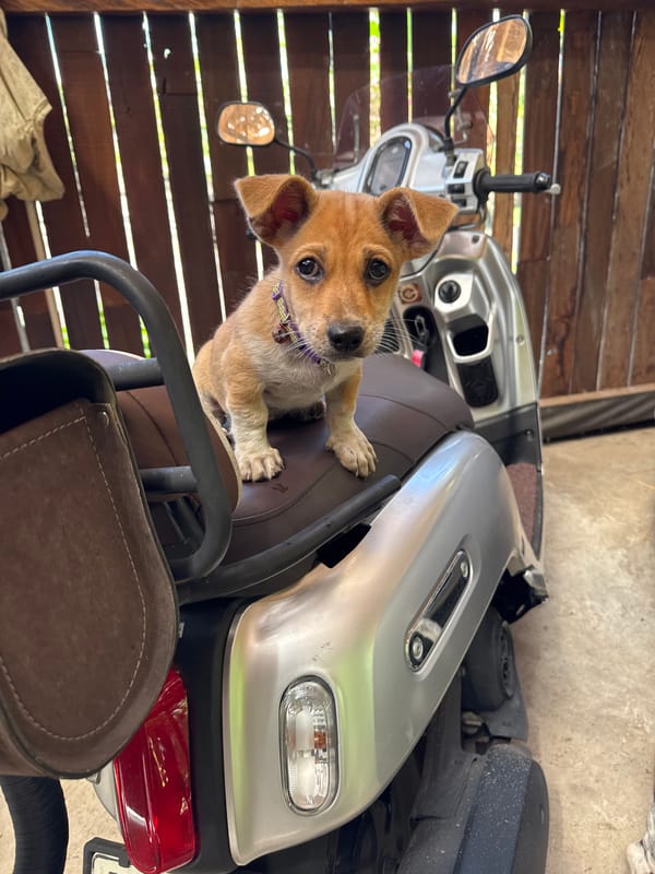 Puppy with purple collar sits on moped seat in Kediri