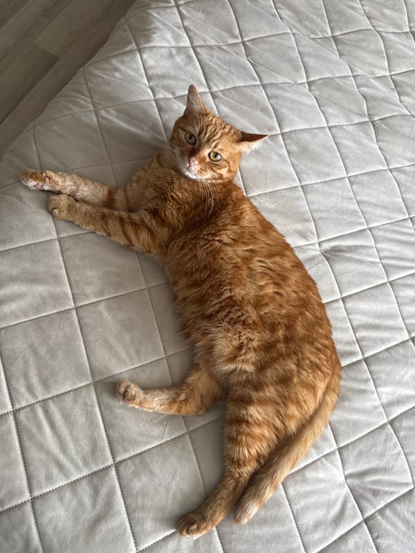 Orange tabby cat relaxing on a quilted bed in Vologda