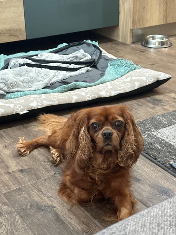 Cavalier King Charles Spaniel photographed at home in Sofia