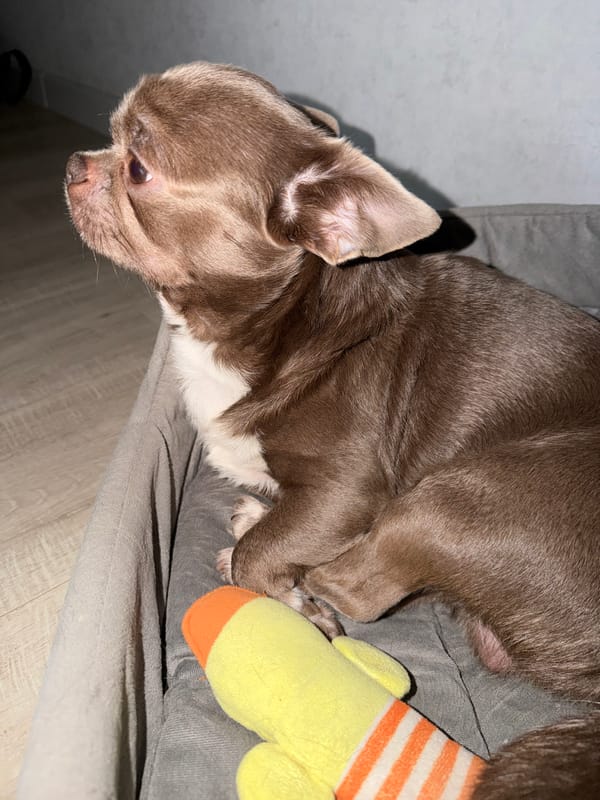 Chihuahua rests with toy in Votkinsk, Russia