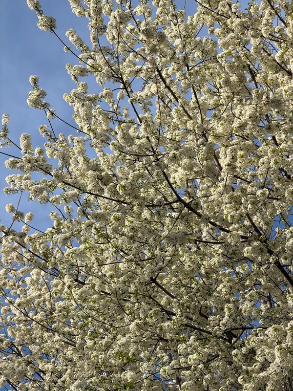Spring blooms captured in Varna tree canopy