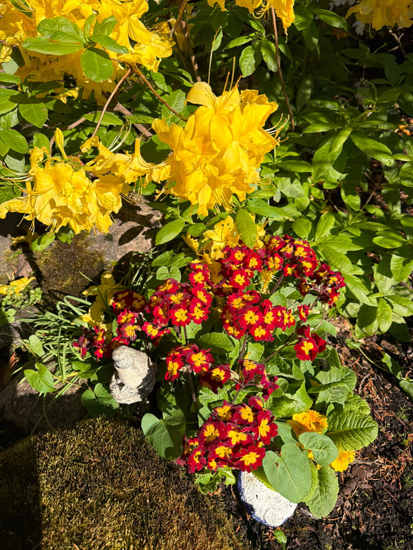 Morning garden blooms and breakfast moments captured in Baloži