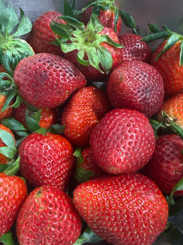Quiet evening with pet cat and fresh strawberries in Varna