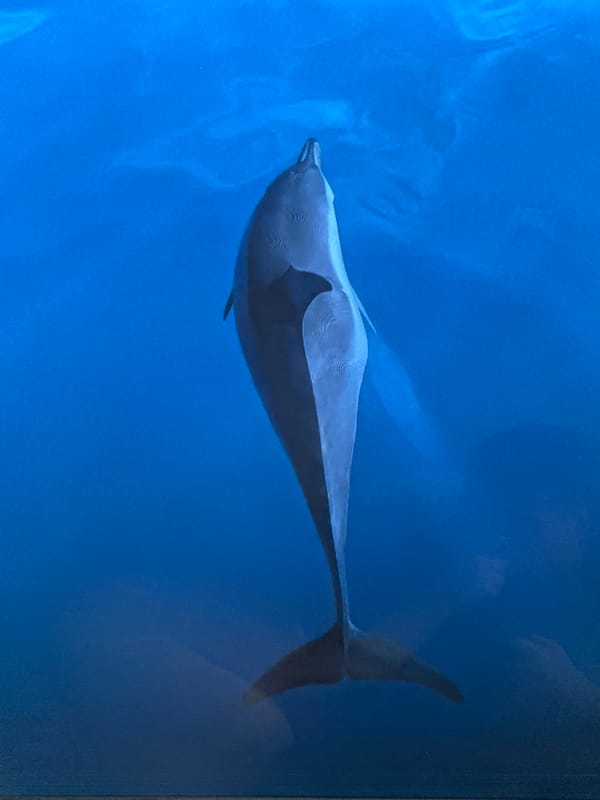 Dolphin and adrift sailboat spotted in open ocean