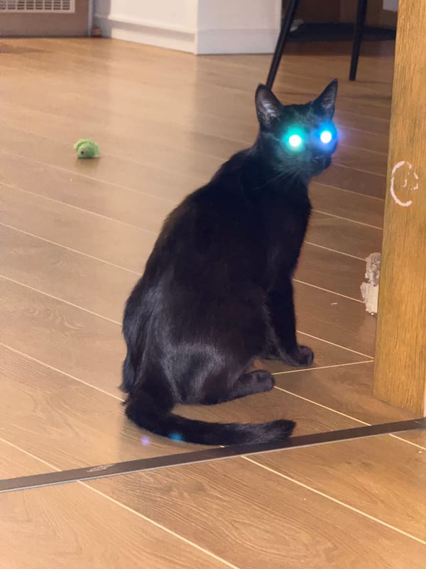 Black cat with glowing eyes, multiple angles, home setting