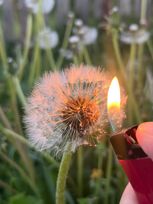 Dogs play in Russian yard while dandelions burned