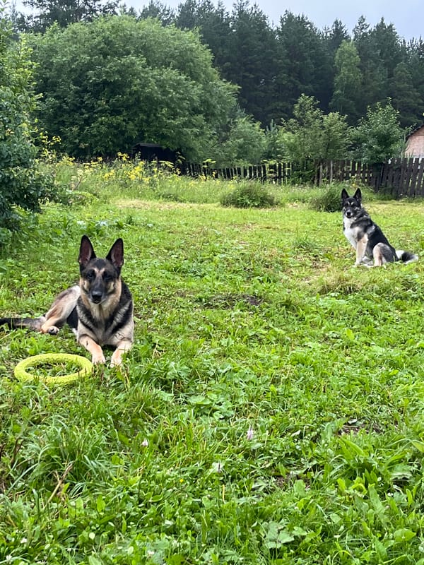 German Shepherds play fetch and hang out in a Nizhny Tagil yard