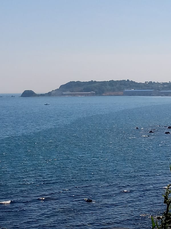 Morning coastal views and blooming lilies in Nakhodka, Russia