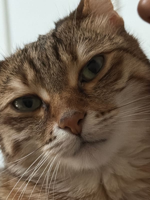 Pets captured in quiet moments across Milan apartments