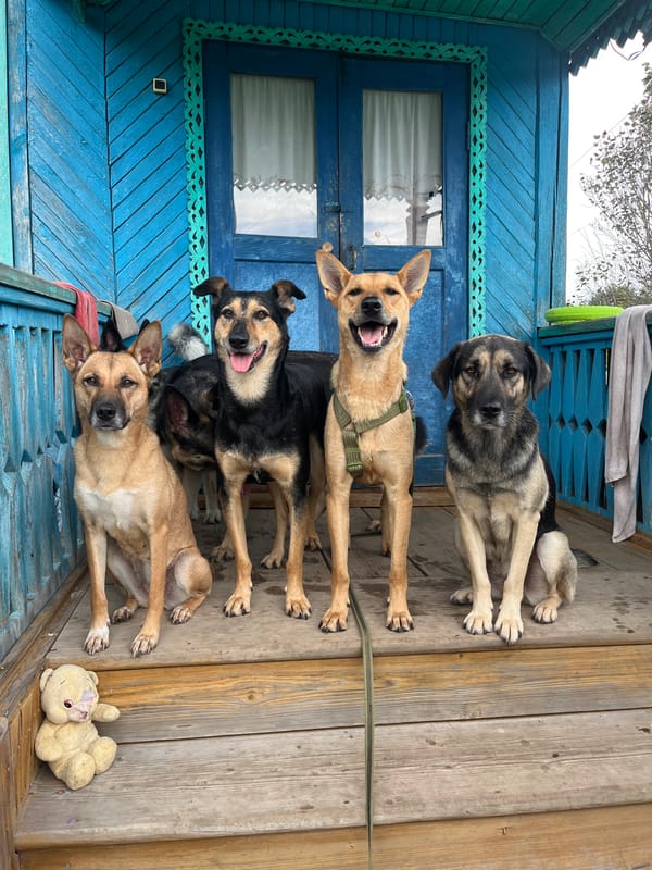 Pack of dogs around a blue wooden house in Nizhny Tagil