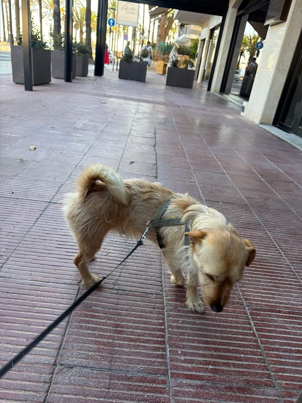 Dog enjoys cafe afternoon in Salou, Spain