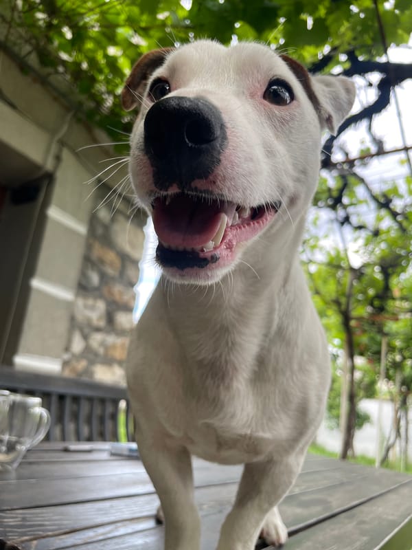 Jack Russell terrier enjoys a summer morning in Velingrad