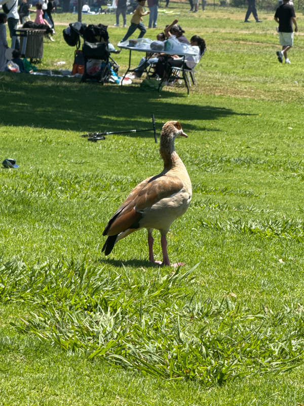Park visitors enjoy sunny morning picnics in Ramat Gan