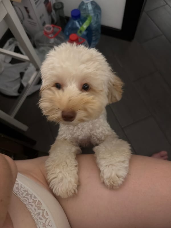 Chill bedroom evening with a poodle mix in Bila Tserkva