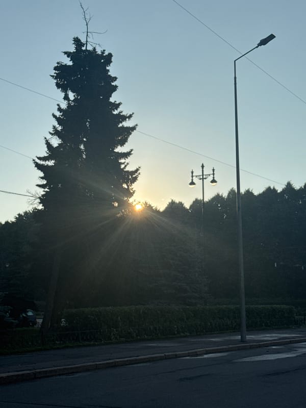 Saint Petersburg street at dusk, evergreen silhouette against white nights sky