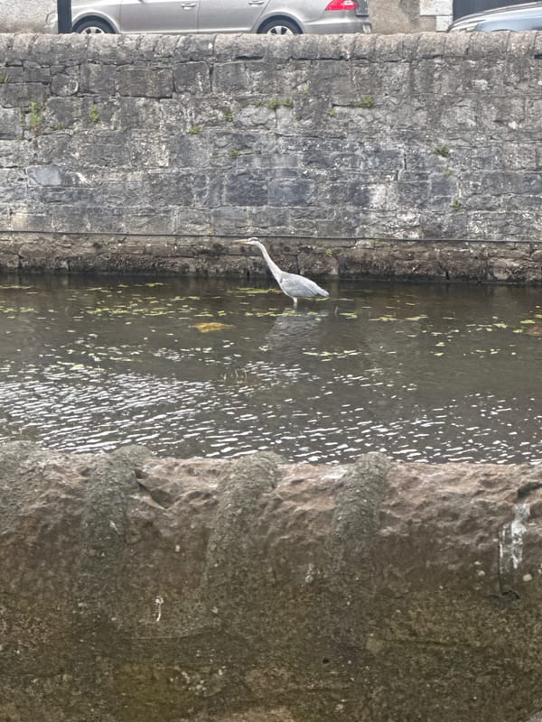 Grey heron hunts in shallow water along a stone wall