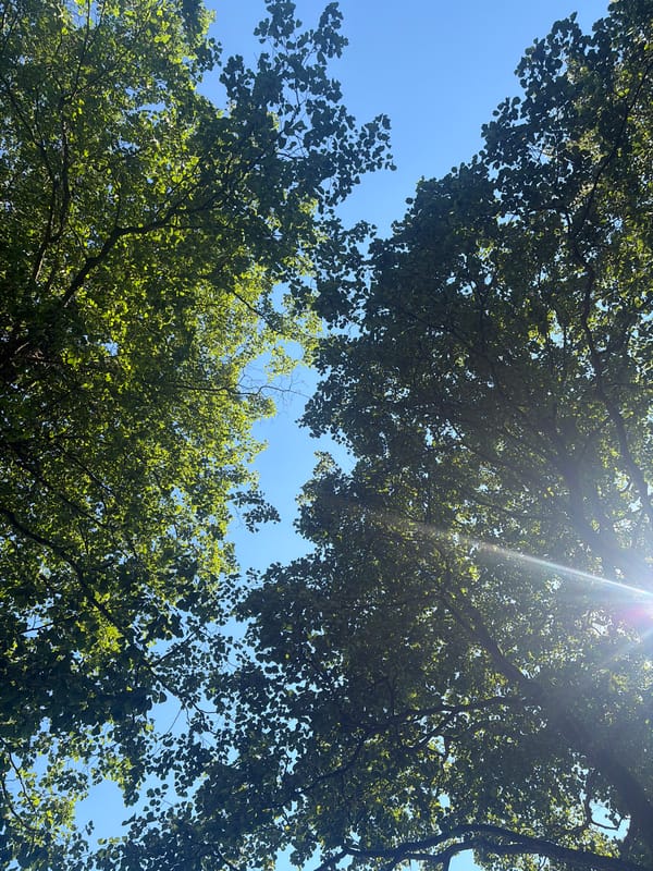 Summer garden in full bloom — flowers, fruit trees, and sunlight