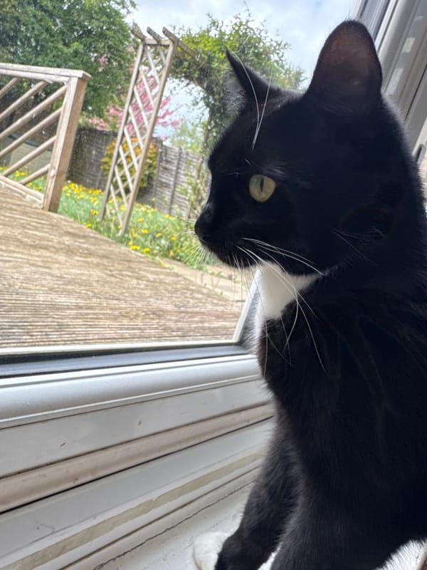 Domestic cats captured in routine household activities in Desborough