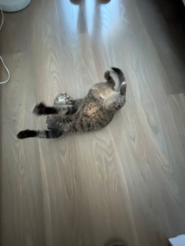 Tabby cat spotted lying playfully on wooden floor